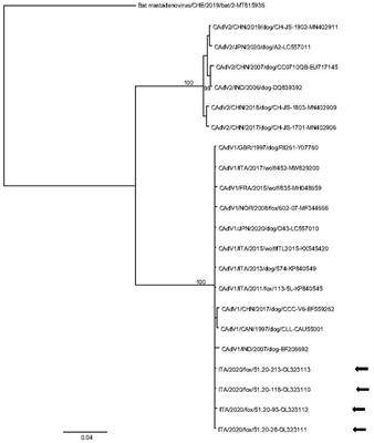 Detection and Genetic Characterization of Canine Adenoviruses, Circoviruses, and Novel Cycloviruses From Wild Carnivores in Italy